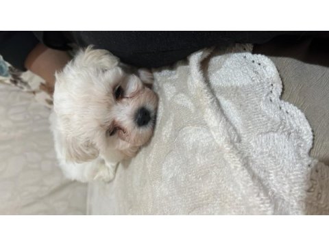 Korekan maltese terrier
