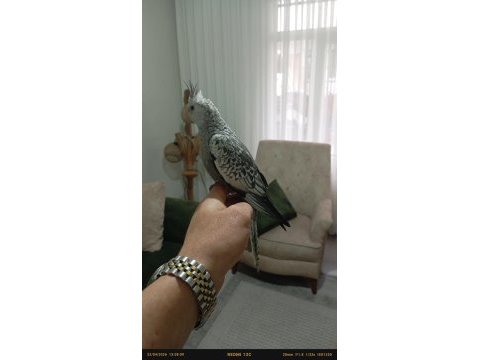 Uyguna uysal ısırması olmayan yavru sultanlar