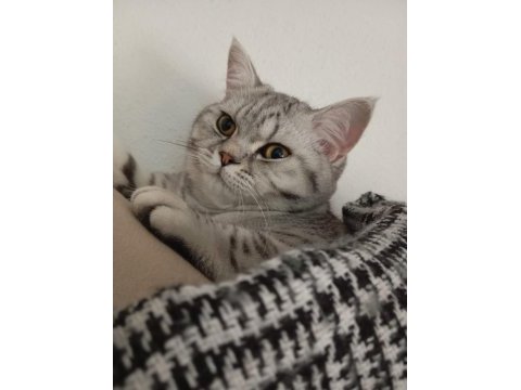Silver tabby british shorthair