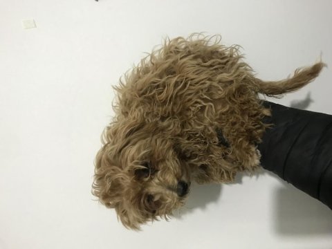 Poodle yavrum yeni ev için müsait whapsapdan dm