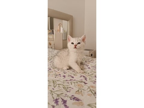 Dişi silver shaded british shorthair