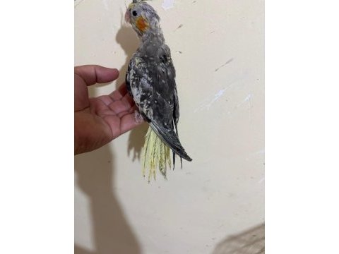 46 günlük full evcil kusursuz sultan papağanı