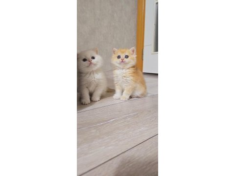 British shorthair show kalite üst soy dişi erkek yavrular