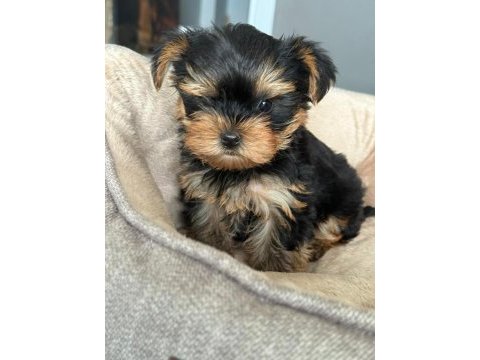 Teacup yorkshire terrier dünyalar tatlı yavrumuz