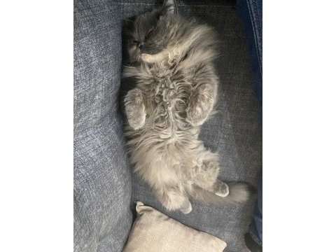2 yaşında british longhair (çiftleştirme)