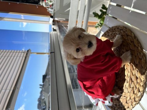 Bebeğimize yuva arıyoruz maltipoo