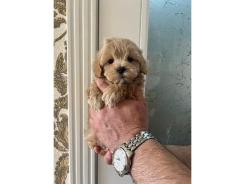 Kore maltipoo