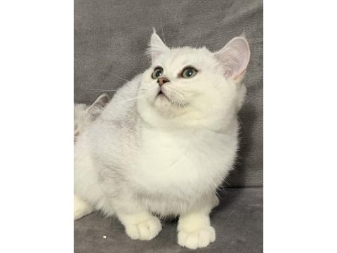 Eşsiz kalite british shorthair bebekler