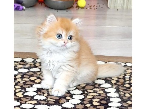 British golden