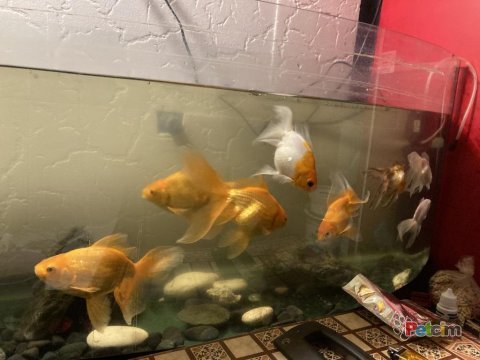 15-22 cm japon balığı