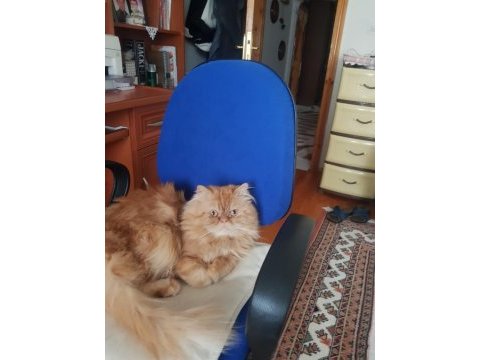 2 yaşında oğluma gelin arıyorum persian