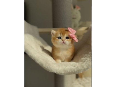 British shorthair açıklamayı okumadan aramayın lütfen