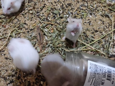 Çok tatlı ve ele alışık minnak hamsterler