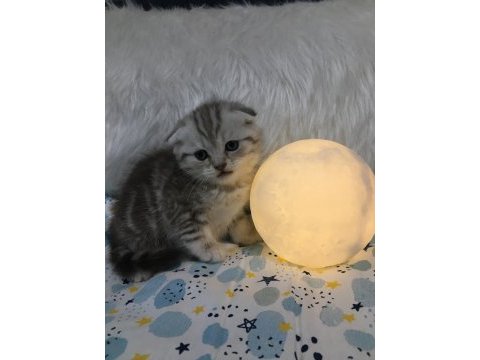 2 aylık 3 erkek bir dişi oyuncu yavrular scottish fold