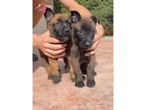 Ruhsatlı köpek çifliğinden malinois yavrular a scrli