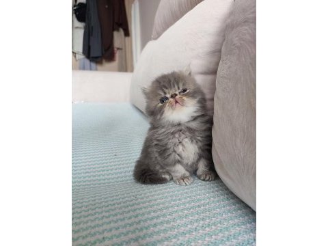 Chinchilla kedisi oğlanım