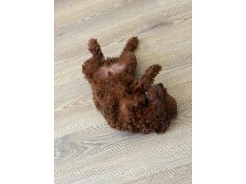 Üst kalite büyümeyen teacup poodle yavrumuz