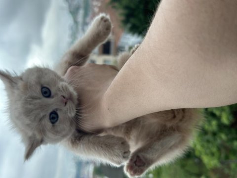British shorthair bebekler