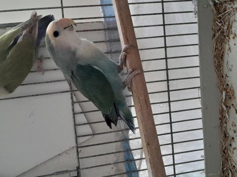 Hazır eşe atmalık kızgın dişi sevda papağanı