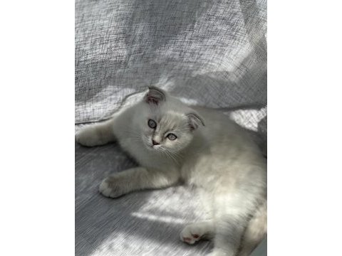 3 aylık dişi scottish fold