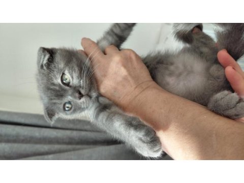 1 tane scottish fold kedimiz 1 tane british shorthair kedimi