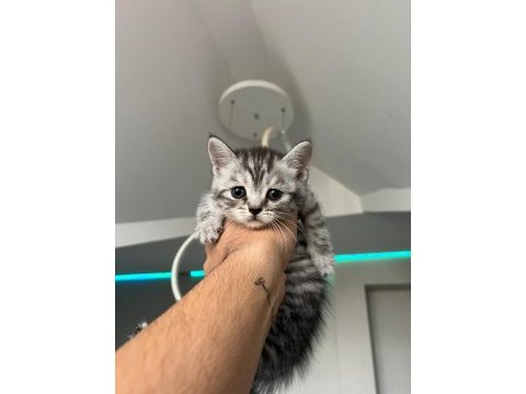 Scottish fold yavru