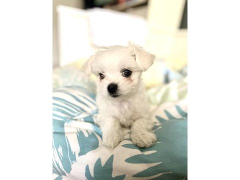 Sıfır maltese