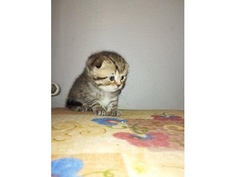 Erkek scottish fold