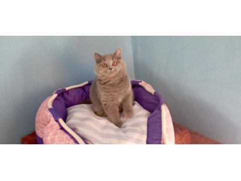 Muhteşem güzellikte british shorthair yavrularımız