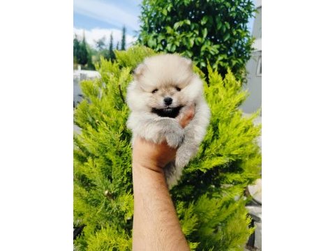 Pomeranian yavruları