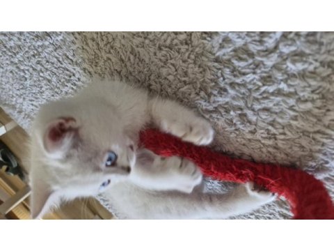Yavru british shorthair bursa nilüfer