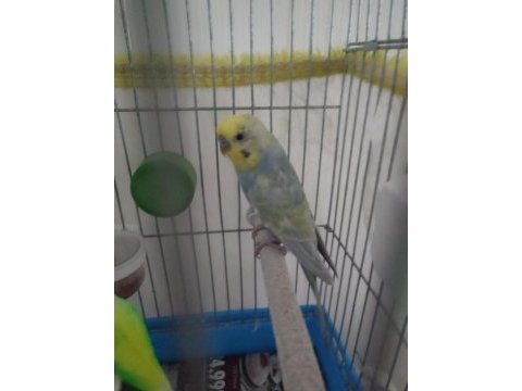 Rainbow erkek muhabbet kuşu