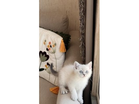 Sevecen oyuncu british shorthair yavrular