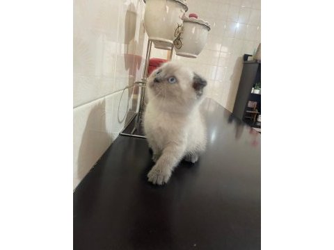 Mavi boncuğum scottish fold