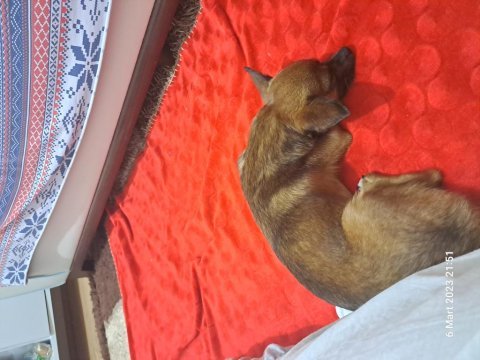 Chihuahua köpeğimiz dobby için yuva arıyoruz