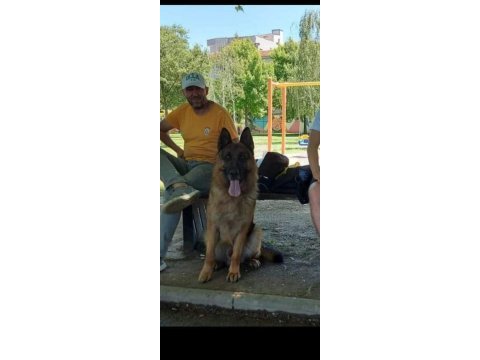 Az insan bol huzur 1 köpek çok keyif alman kurdu