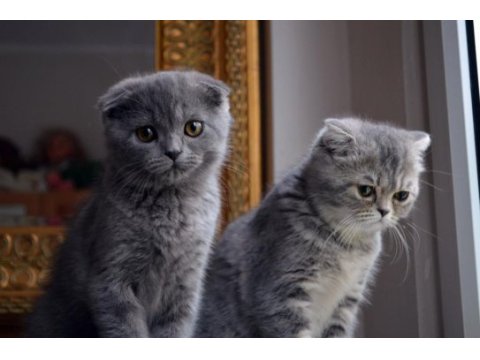 Scottish fold kittens