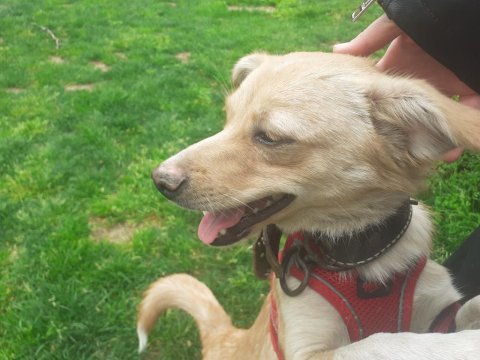 Jack russell melezi balım yeni yuva arıyor