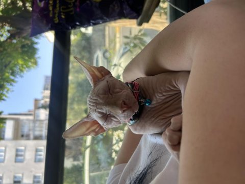 Sphynx saf ırk yavrumuz