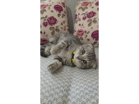 Bakmadan geçmeyin scottish fold yavrularımıza