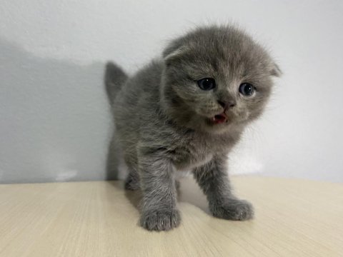 2 aylık yavru scottish fold