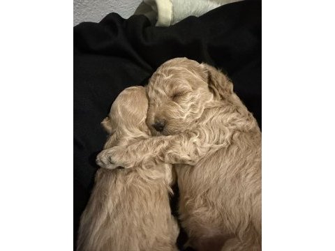 Tekirdağ minyatür poodle 2 aylık