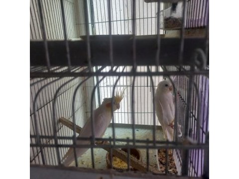 Albino lutino takım sultan papağanı