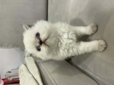 Blue point beyaz british longhair