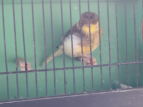 Üreticiden ötücü kanaryalar