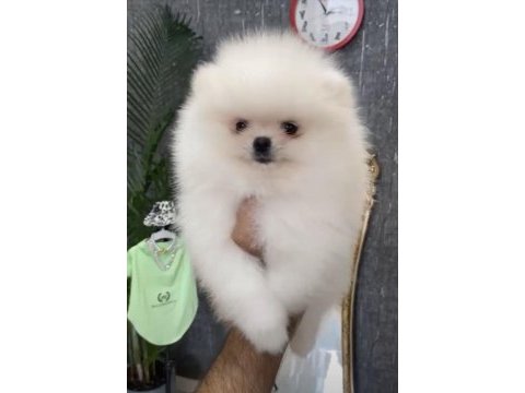 Yurtdışı pasaportlu pomeranian yavrular