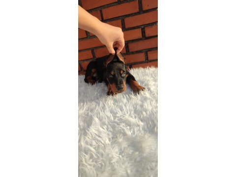 Irkının üst düzey temsilcileri bizde doberman