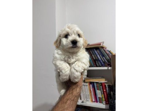 Ayı surat maltipoo bebeklerim