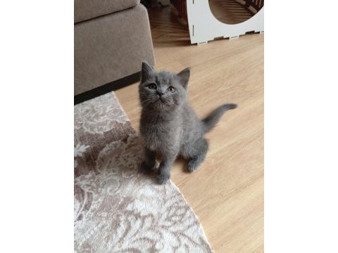 Exotic shorthair yavru