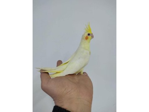 Yeni yeme düşmüş ele alışık ısırma bilmez bebek kuşlar